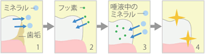 フッ素で虫歯予防！イメージ写真